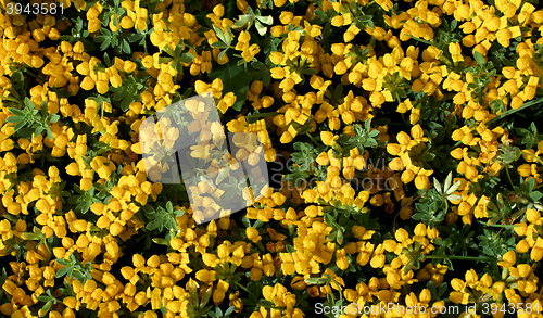 Image of Yellow Flowers Background