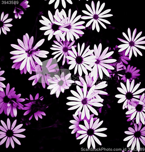 Image of Garden Daisy Flowers