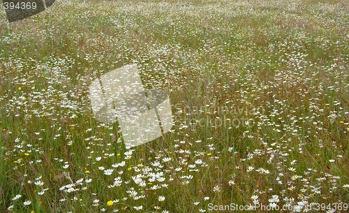 Image of dreamy field of flowers