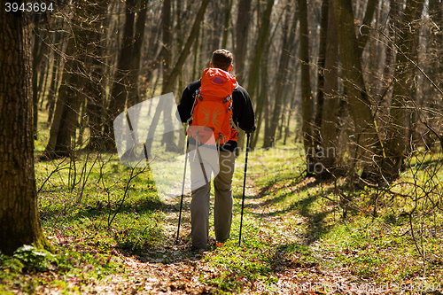 Image of Active healthy man hiking in beautiful forest