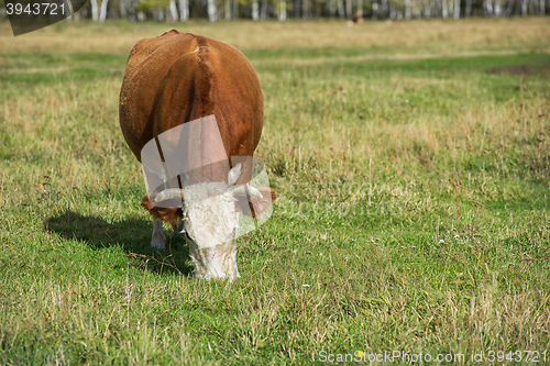 Image of Grazing cow in mountain ranch