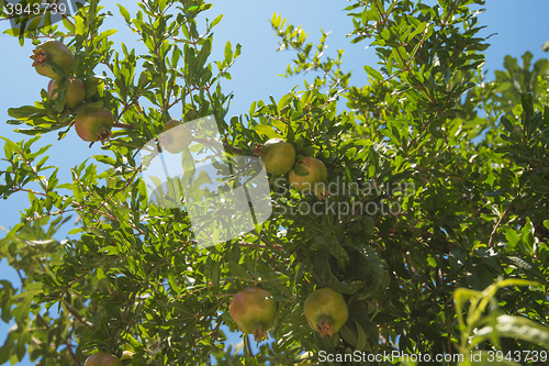 Image of Green pomegranate on tree