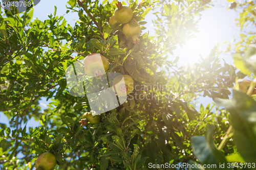 Image of Green pomegranate on tree
