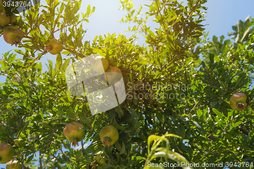 Image of Green pomegranate on tree