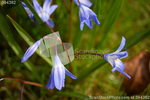 Image of Bells