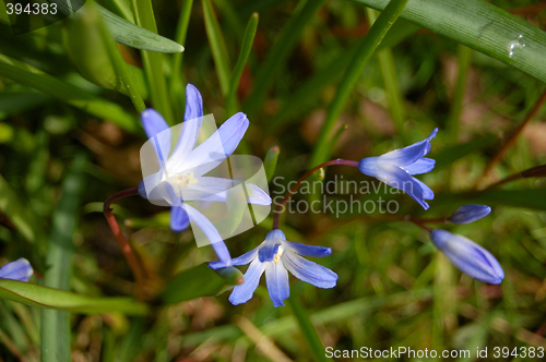 Image of Blue Bells