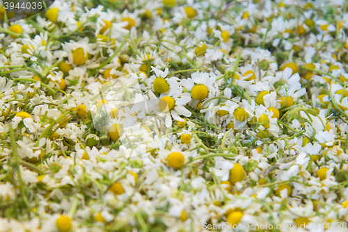 Image of  Harvested flowers of chamomile drug