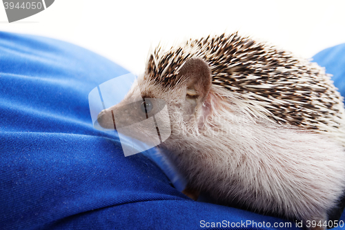 Image of Cute hedgehog