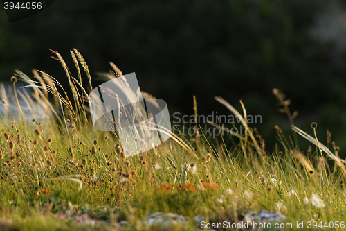 Image of Green grass