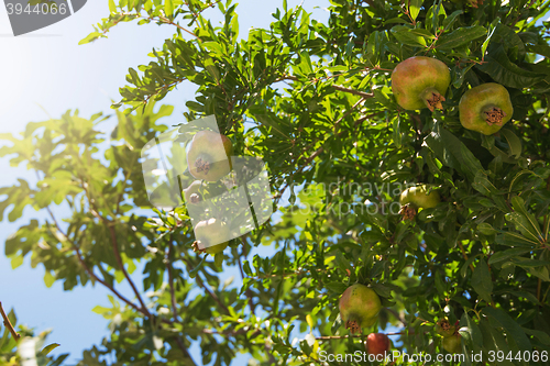 Image of Green pomegranate on tree