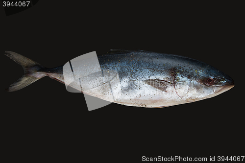 Image of raw tuna fish