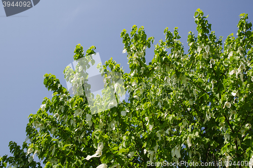 Image of Blossom handkerchief tree