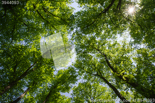 Image of Under the linden trees