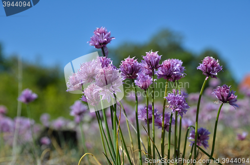 Image of Pink chive flowers