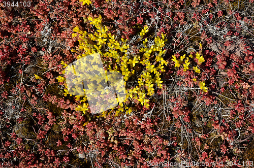 Image of Blossom yellow stonecrop