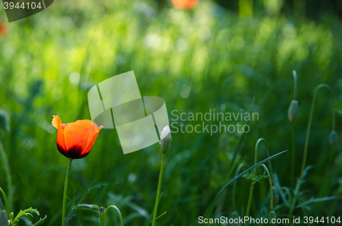 Image of Single poppy flower