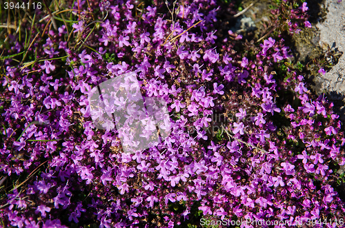 Image of Wild thyme covered ground