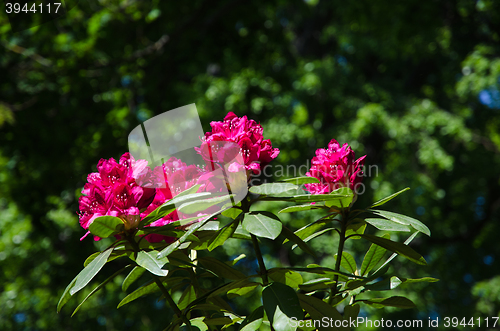 Image of Red rhododendron closeup