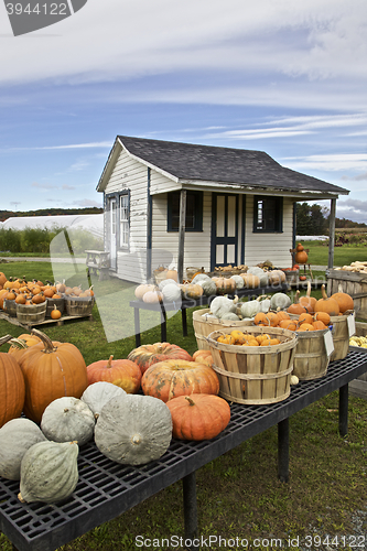 Image of Farming, pumpkins display