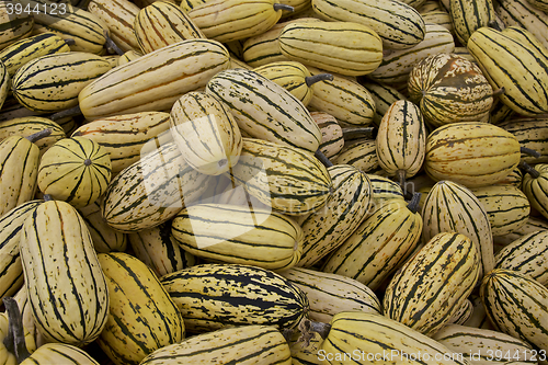 Image of Pumpkin crop, Fall 