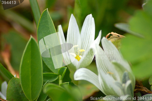 Image of White Flowers