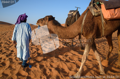 Image of Berber man leading caravan, Hassilabied, Sahara Desert, Morocco