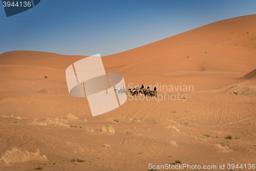 Image of Berber man leads caravan through Sahara Desert, Morocco