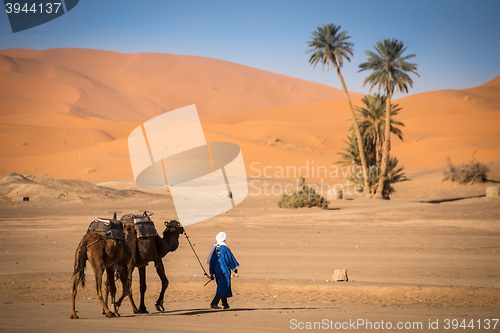 Image of Berber man leading caravan, Hassilabied, Sahara Desert, Morocco