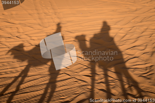 Image of Camel shadows on Sahara Desert sand in Morocco.