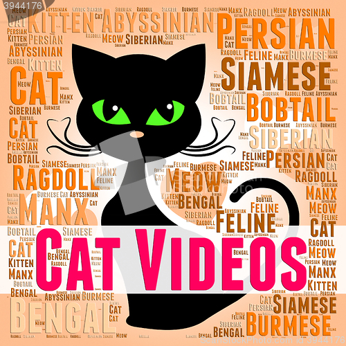 Image of Cat Videos Shows Kitty Feline And Pet