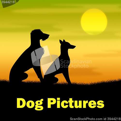 Image of Dog Pictures Indicates Canines Evening And Outdoor