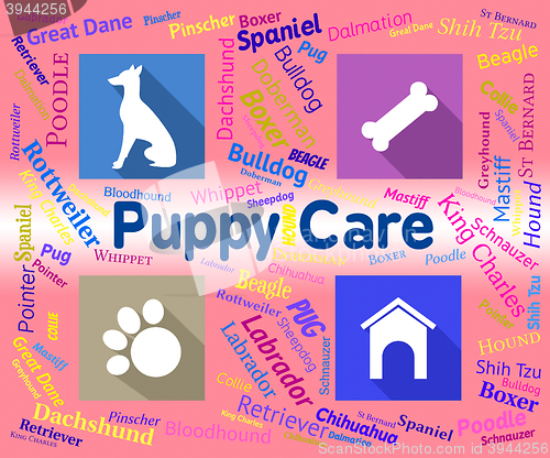 Image of Puppy Care Shows Looking After And Canines