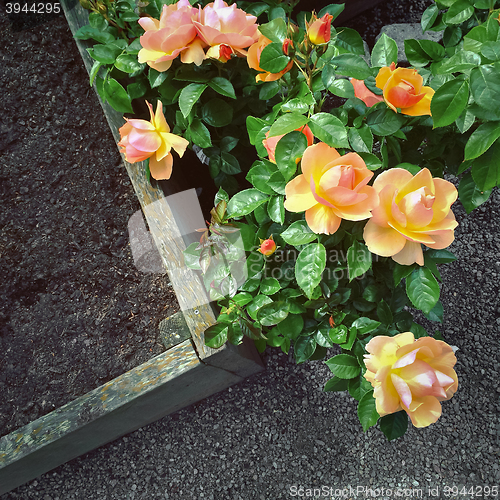 Image of Beautiful Hybrid Tea roses in the garden