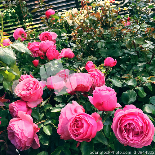 Image of Pink antique style roses in the garden