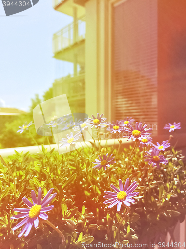 Image of Balcony with blooming daisies in retro light