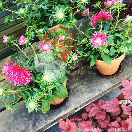 Image of Blooming pink asters in clay pots