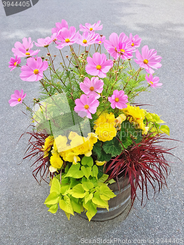 Image of Floral arrangement with begonias and cosmos flowers