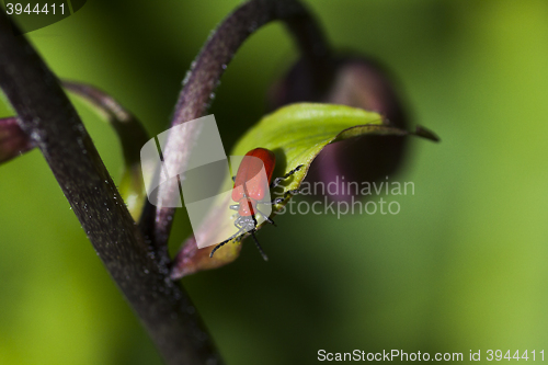 Image of scarlet lily beetle