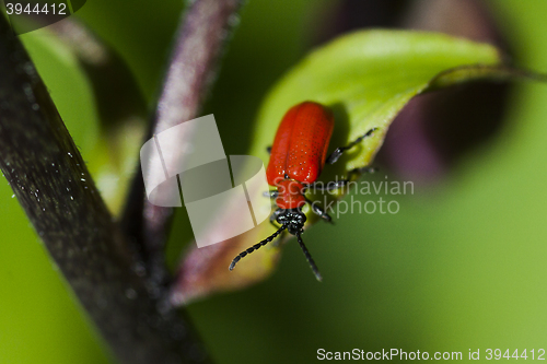 Image of red leaf eating beetle