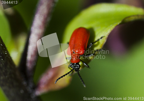 Image of scarlet beetle