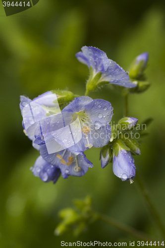 Image of blue flower after rain