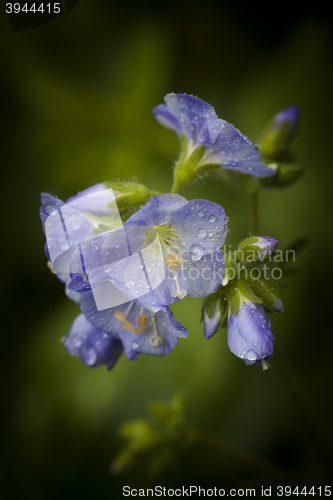 Image of blue flower after rain