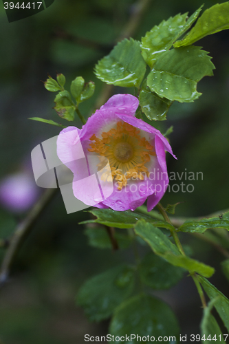 Image of rosa rugosa