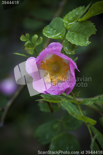 Image of pink rose