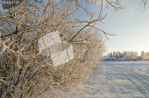 Image of trees covered with hoarfrost against the blue sky