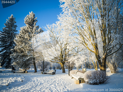 Image of Beautiful city park with trees covered with hoarfrost