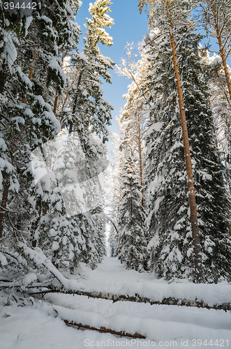 Image of Winter snow covered trees . Viitna, Estonia.