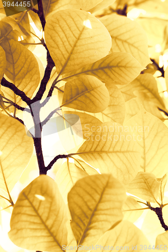 Image of Yellow leaves