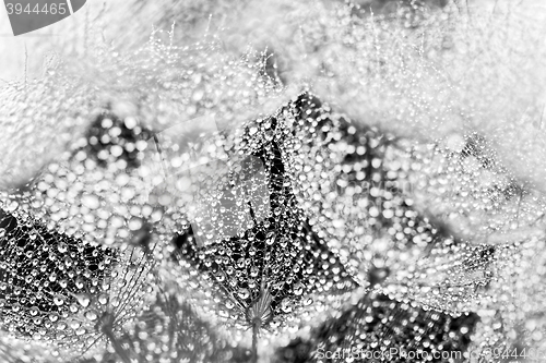 Image of Plant seeds with water drops