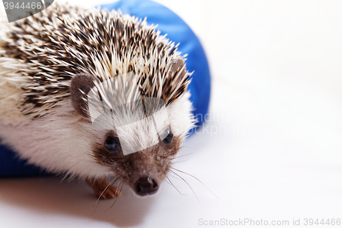 Image of Cute hedgehog